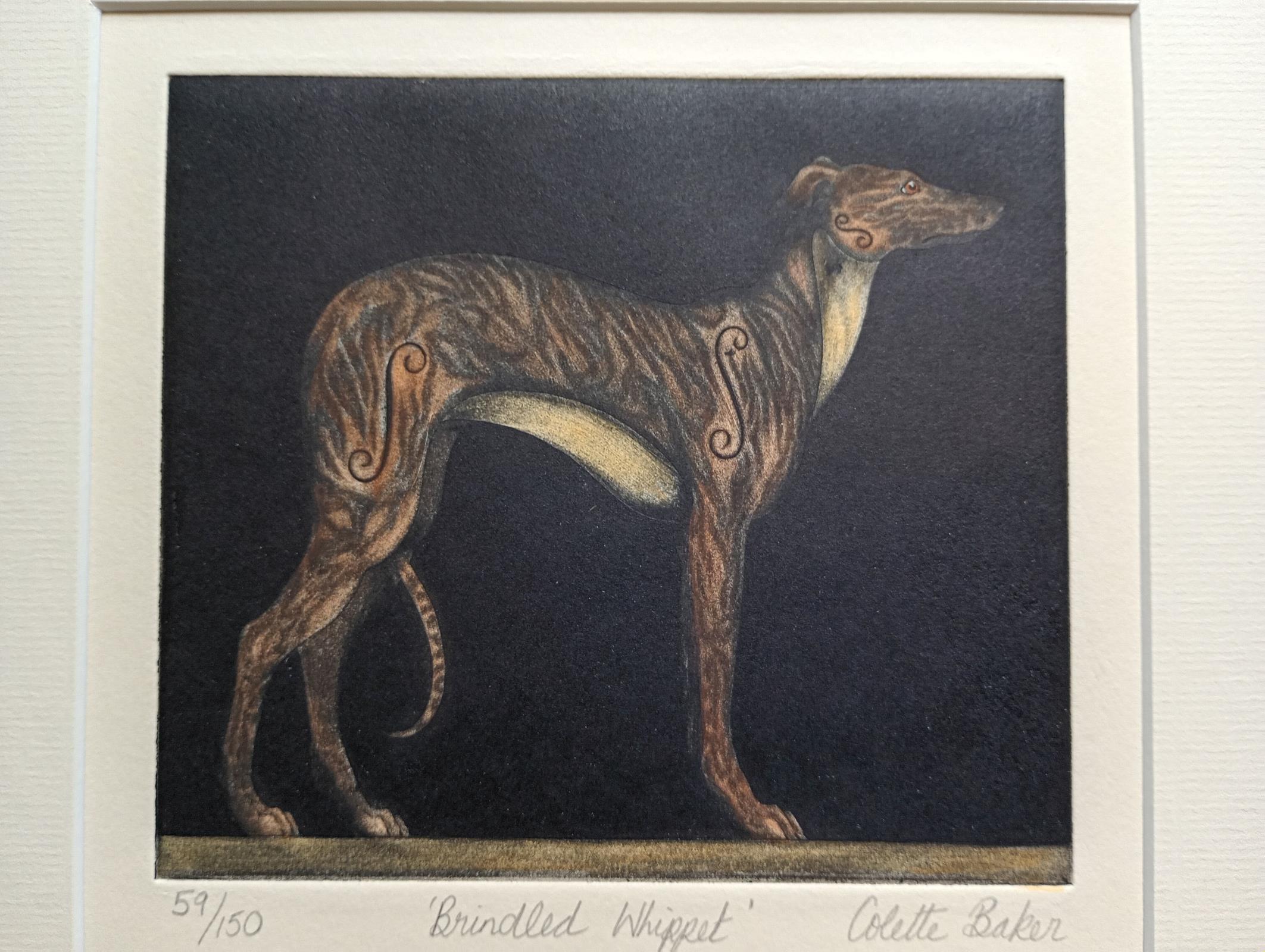 Brindled Whippet